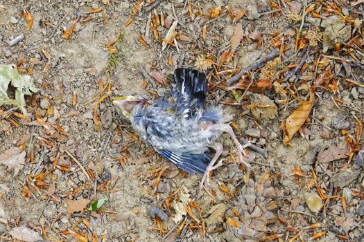The dead bird lying on the earthen ground