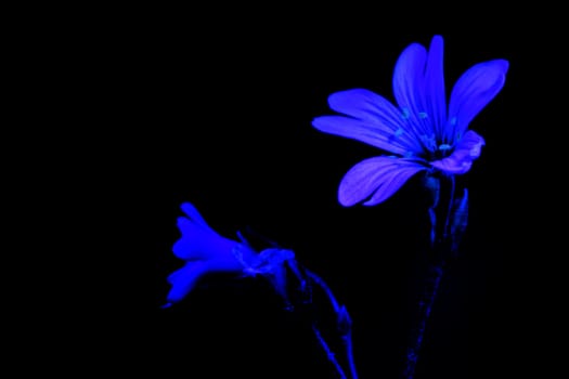 White flower by ultraviolet (UV) light