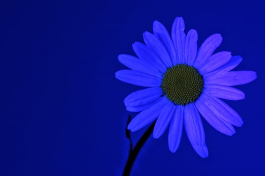 Daisy flower by ultraviolet (UV) light