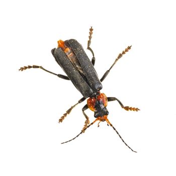 Soldier beetle isolated on a white background