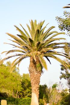 Isolated palm tree in a garden of the island of Crete