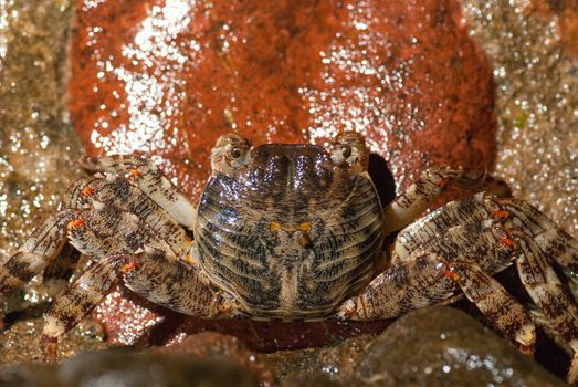 Wet sea crab on the stone at night.