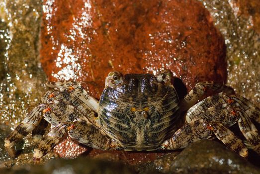 Wet sea crab on the stone at night.