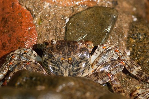 Wet sea crab on the stone at night.