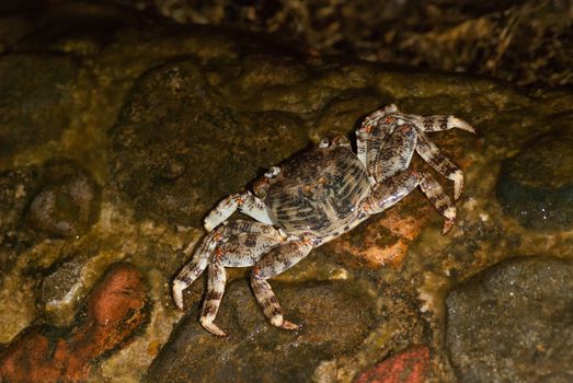 Wet sea crab on the stone at night.