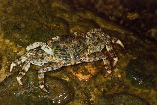 Wet sea crab on the stone at night.