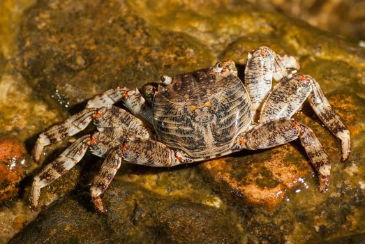 Wet sea crab on the stone at night.