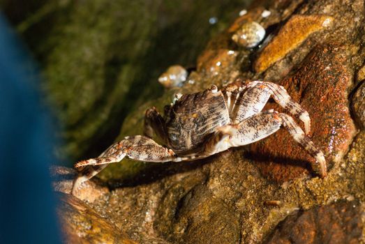 Wet sea crab on the stone at night.