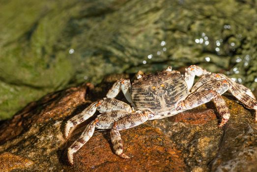 Wet sea crab on the stone at night.