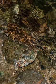 Wet sea crab on the stone at night.