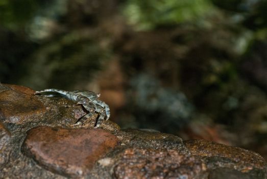 Wet sea crab on the stone at night.