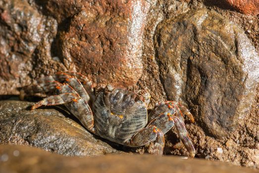 Wet sea crab on the stone at night.