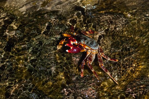 Wet sea crab on the stone at night.