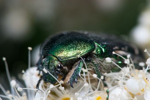 Green Chafer beetle on a white flower. Cetonia aurata extreme macro closeup shot.