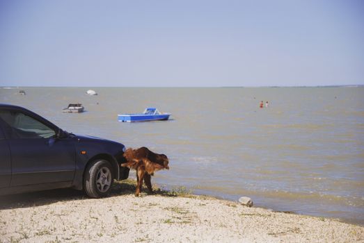 Dog peeing on wheel tire of a blue automobile at sea background.