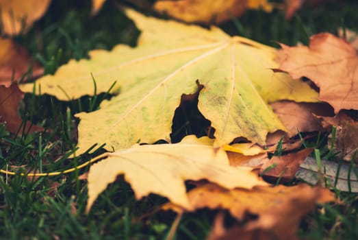 Yellow autumn Maple leaves on green grass.