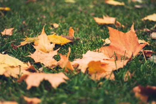 Yellow autumn Maple leaves on green grass.