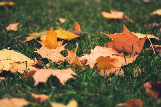 Yellow autumn Maple leaves on green grass.