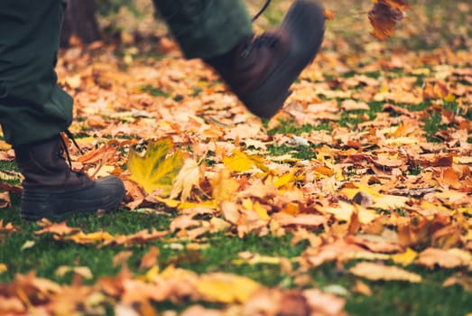 Yellow autumn Maple leaves on green grass.