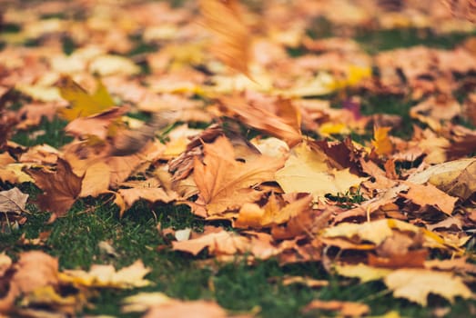 Yellow autumn Maple leaves on green grass. Blurred wind background.