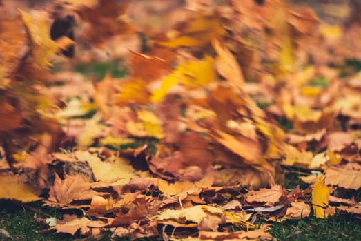 Yellow autumn Maple leaves on green grass. Blurred wind background.