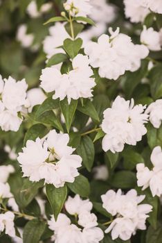 Jasmines bush with bright and fresh white blossom flowers.