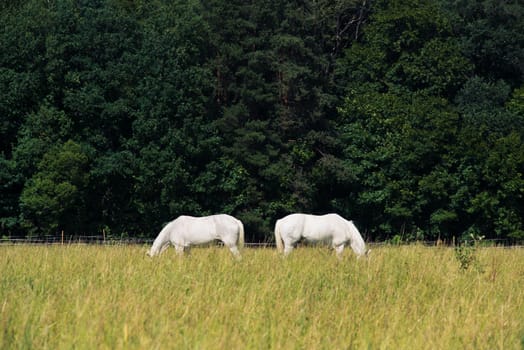 two white horses graze in a paddock field near forest.