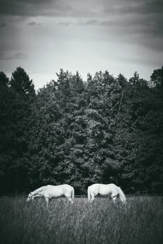 two white horses graze in a paddock field near forest. Grayscale vertical picture.