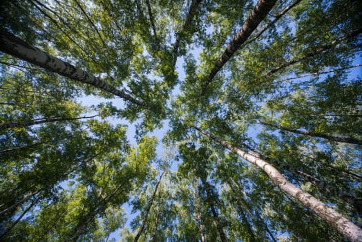 Looking up in Forest - Green Tree branches nature abstract background