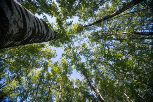 Looking up in Forest - Green Tree branches nature abstract background