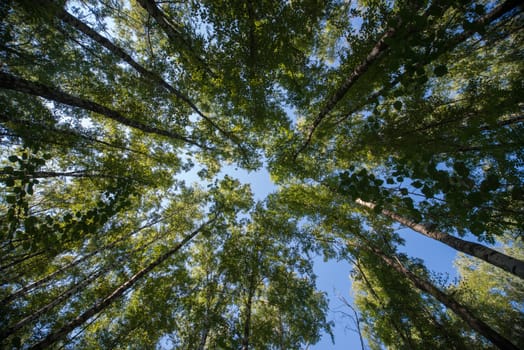 Looking up in Forest - Green Tree branches nature abstract background