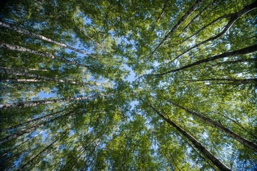 Looking up in Forest - Green Tree branches nature abstract background