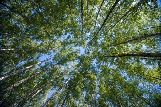 Looking up in Forest - Green Tree branches nature abstract background