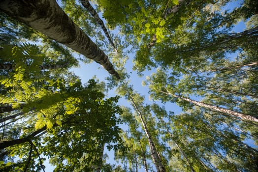 Looking up in Forest - Green Tree branches nature abstract background