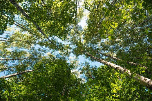 Looking up in Forest - Green Tree branches nature abstract background