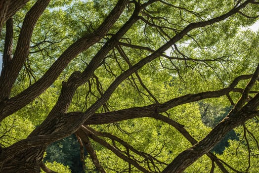 Looking up in Forest - Green Tree branches nature abstract background.