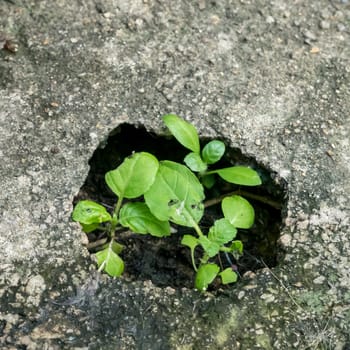 The close up of little plant growing in small concrete hole.