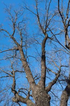 naked tree branches against the blue sky. Look up.