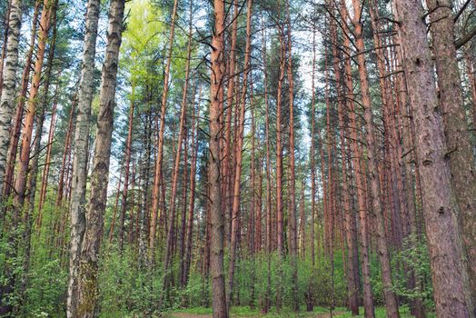 green pine forest with low understory nature eco background.