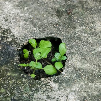 The close up of little plant growing in small concrete hole.