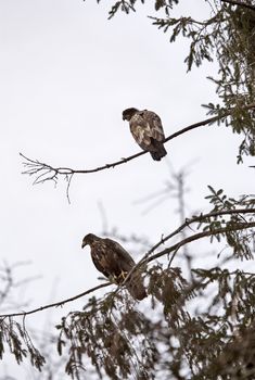 Bald Eagle British Columbia gathering place Ladner Richmond