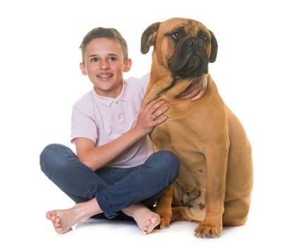 puppy bullmastiff and child in front of white background