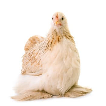 Pekin chicken in front of white background