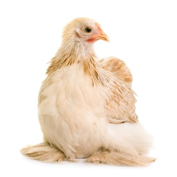 Pekin chicken in front of white background