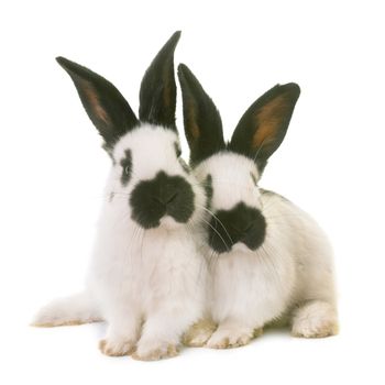 young Checkered Giant rabbits in front of white background
