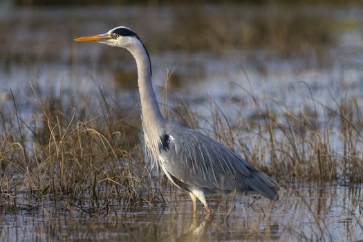 Grey heron, ardea cinerea, walking in a pond looking for food