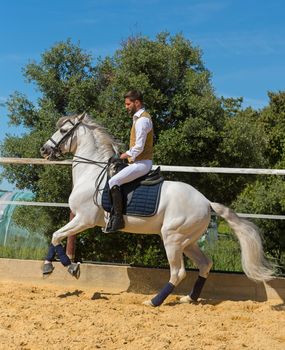 trianing of dressage for a riding girl and stallion 