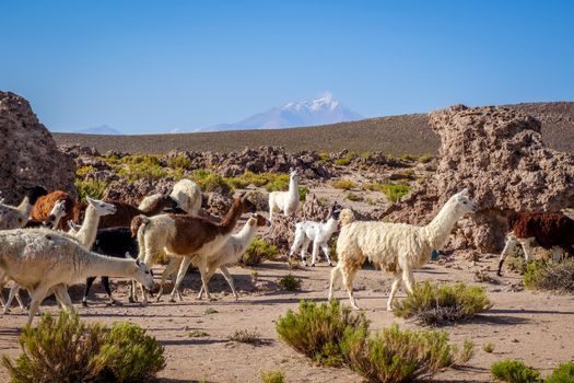 Lamas Lamas herd in Eduardo Avaroa National Park, Bolivia