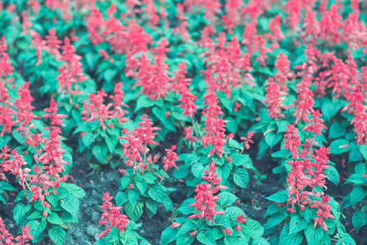 Selective focus colorful flowers for background