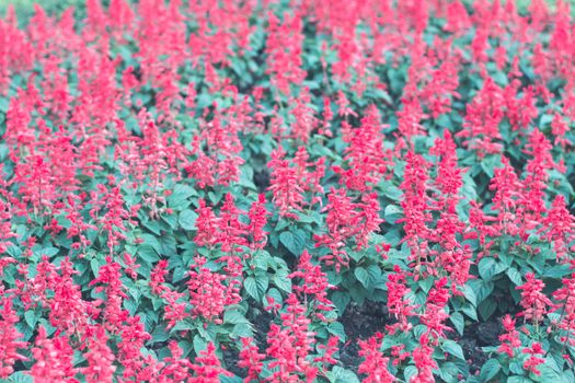 Selective focus colorful flowers for background